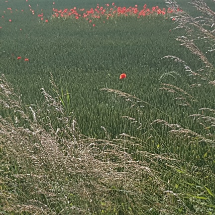 Sommerimpressionen am Wegesrande