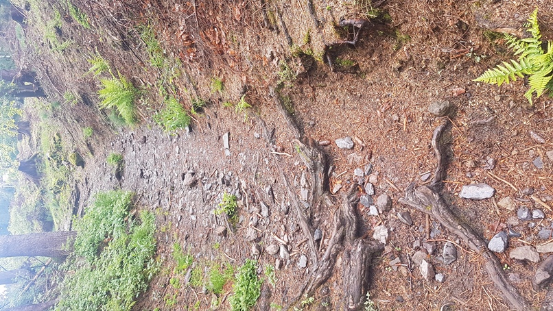 Hohlweg vor Masserberg