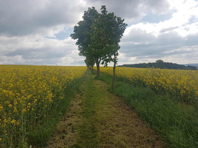 Felder bei Schlegel