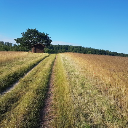 Sommerwiese
