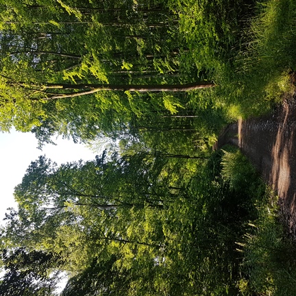 Buchenwald