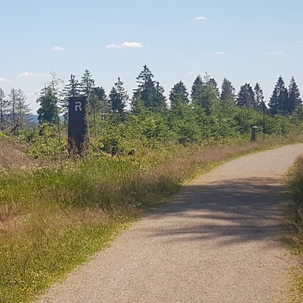 Baumstümpfe hinter Masserberg