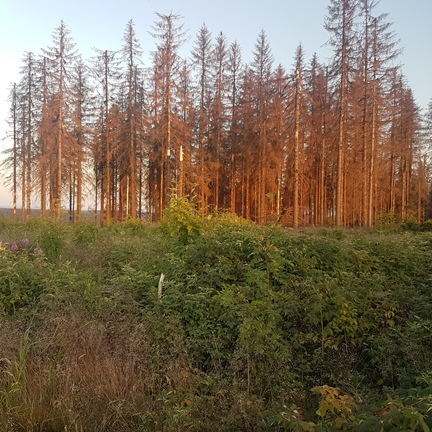 Toter Wald vor Spechtsbrunn