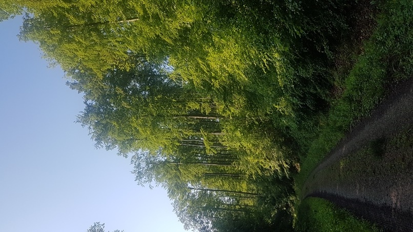 Buchen am Wegesrand