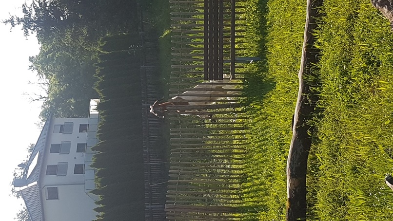Ziegengehege