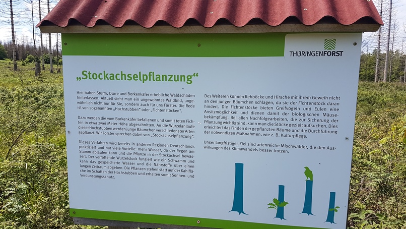 Schautafel Aufforstung