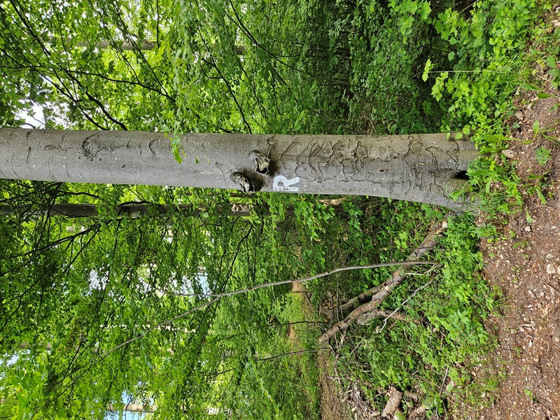 Wanderschuhe und Rennsteinmarkierung